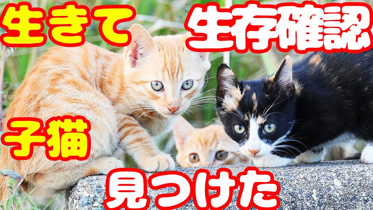 子猫生きてました‥心配なこと発覚！！さくらねこ 野良猫 子猫45匹ご飯食べたのですが‥