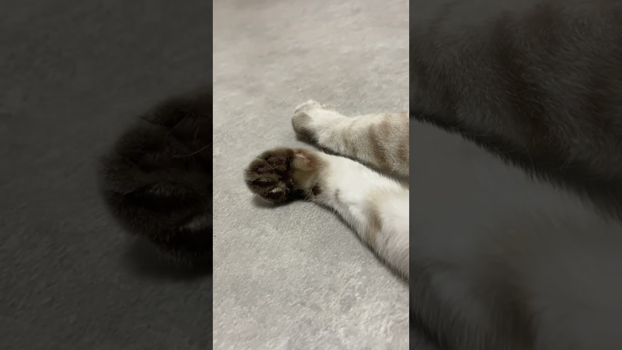 おててをギュッギュッ #元保護猫　#シャムトラ　#シャムミックス　#cat #猫耳 #kitten #シャムmix  #子猫 #猫耳
