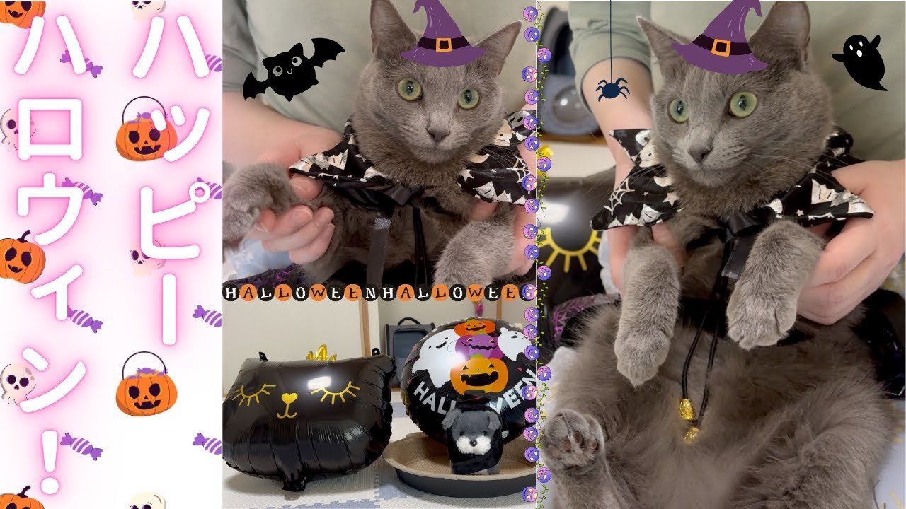 【猫ロシアンブルー】そらちゃんハッピーハロウィン❤️〜2024ver〜