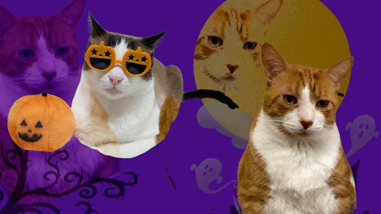 ハロウィンのTrick or treatの予行練習をした猫がいます Cats Halloween trick or treat practice