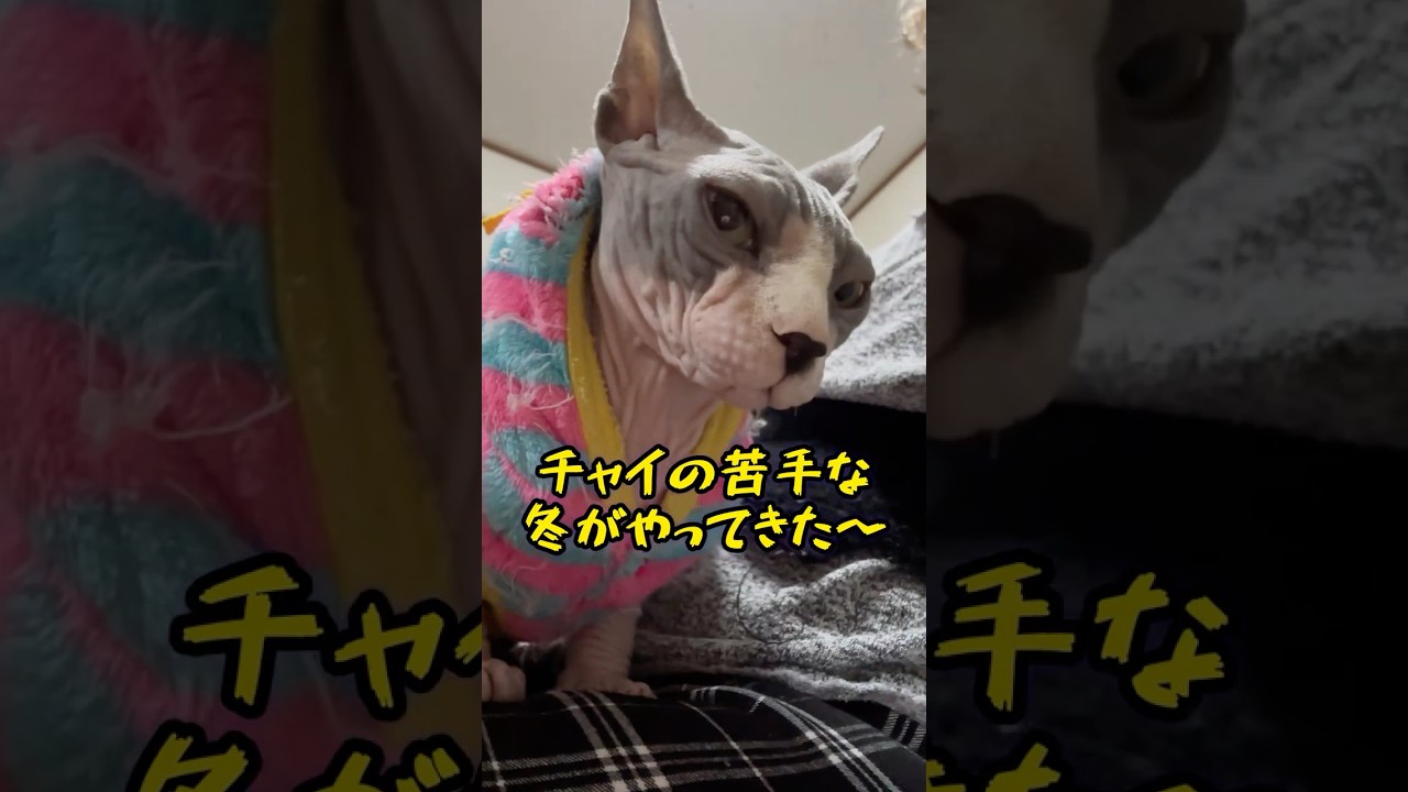 寒いのは大嫌いなスフィンクス猫#shorts #猫 #cat #sphynx