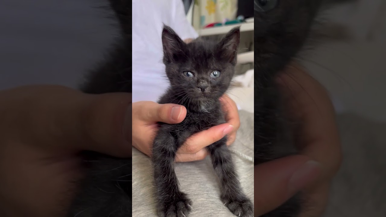 息子が目が真っ赤な子猫を拾ってきた#保護猫 #黒猫#日本猫#猫
