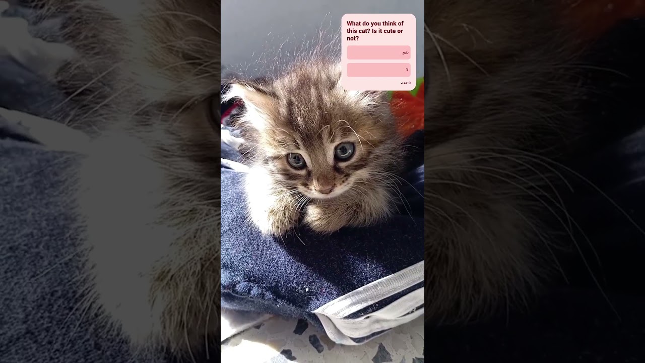 cat? Is it cute or not? #kitten #cat #cute #pets