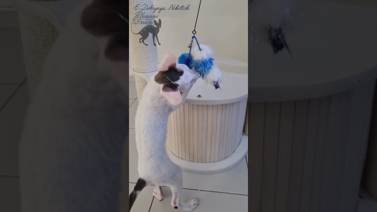 Милый малыш корниш рекс