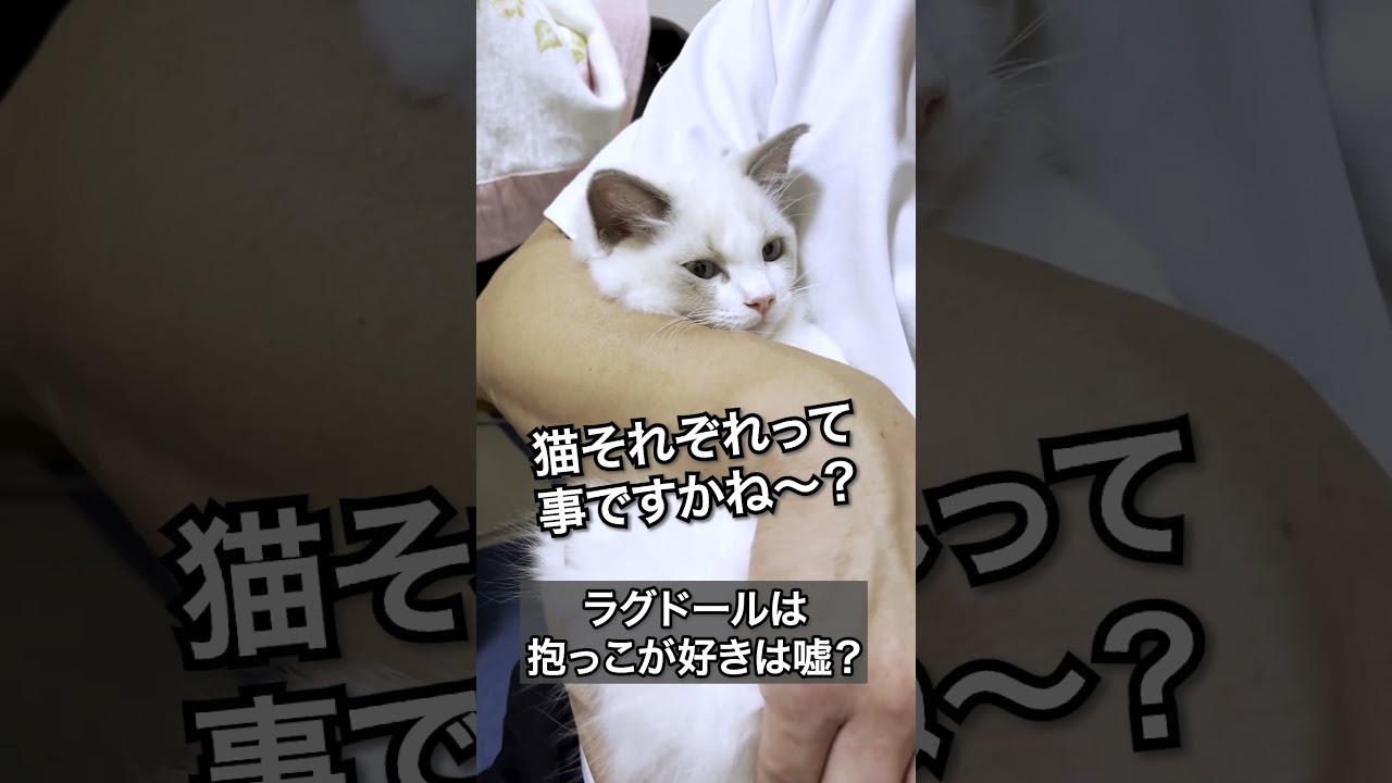 ラグドールは抱っこが好きは嘘？
