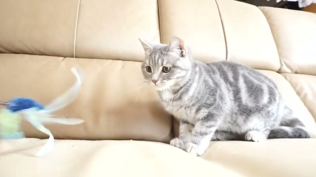 ブリティッシュショートヘアー子猫　British Shorthair　2023.9.16産まれ　ブルータビー　男の子　シーダキャット猫のお店