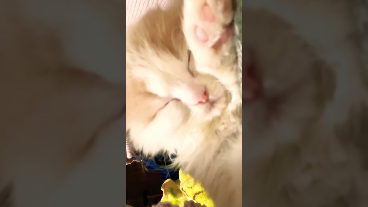 長毛の丸顔！スコティッシュフォールドの赤ちゃん