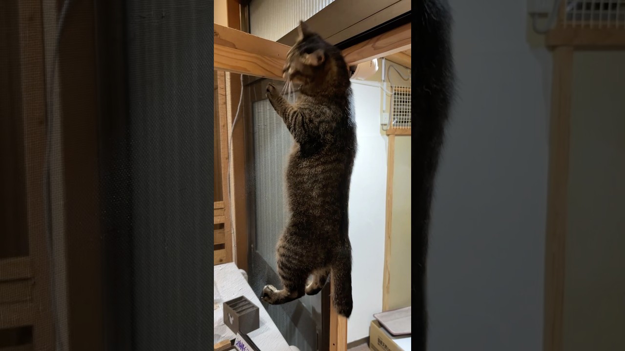 のぼる癖がついちゃいました