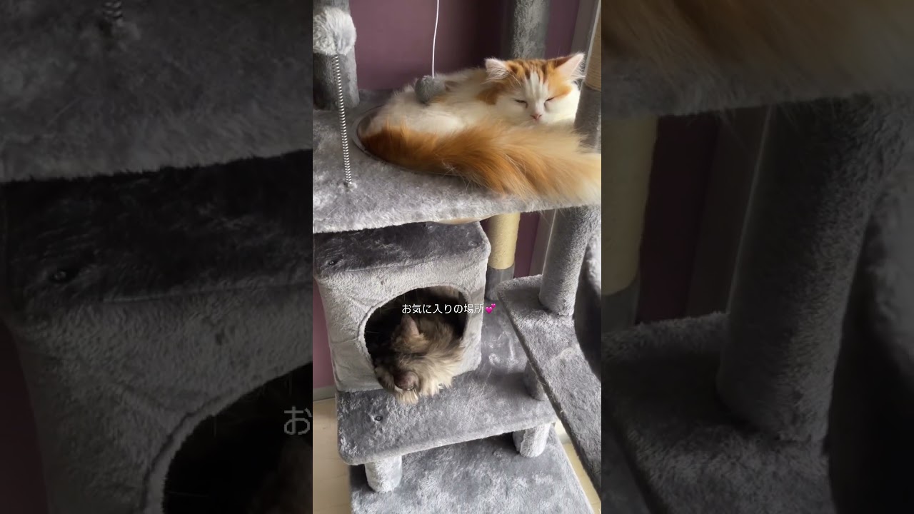 【猫の日常】ねむねむニャ！ #猫#マンチカン#キャットタワー#猫好き#cat