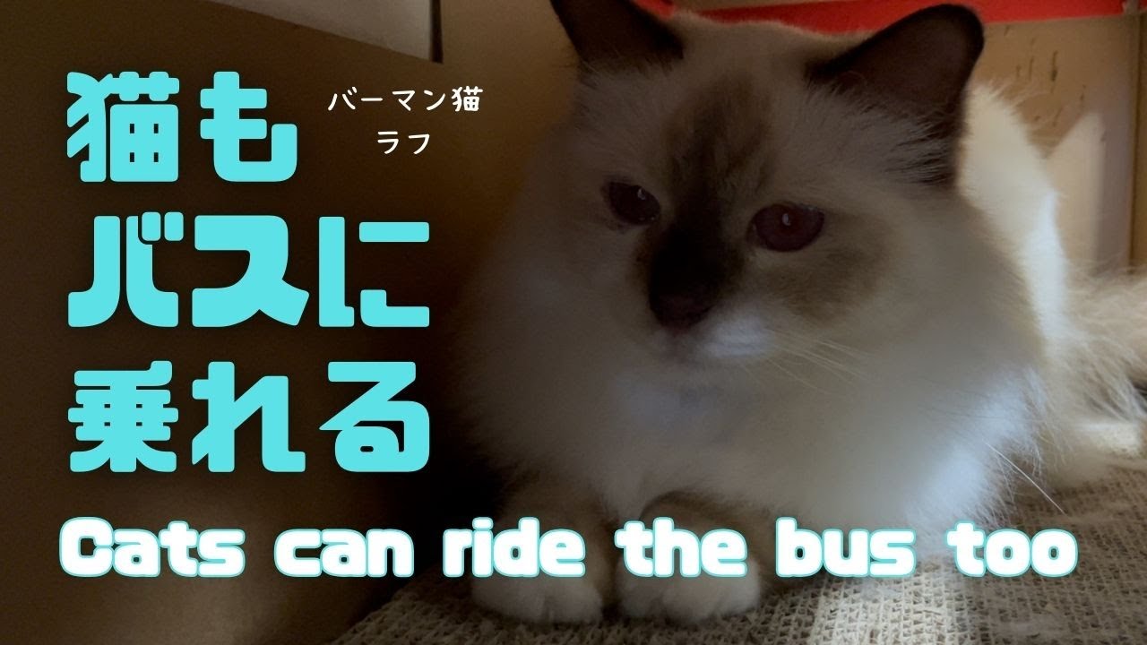 バーマン猫ラフ【猫もバスに乗れる】Cats can ride the bus too（バーマン猫）Birman/Cat