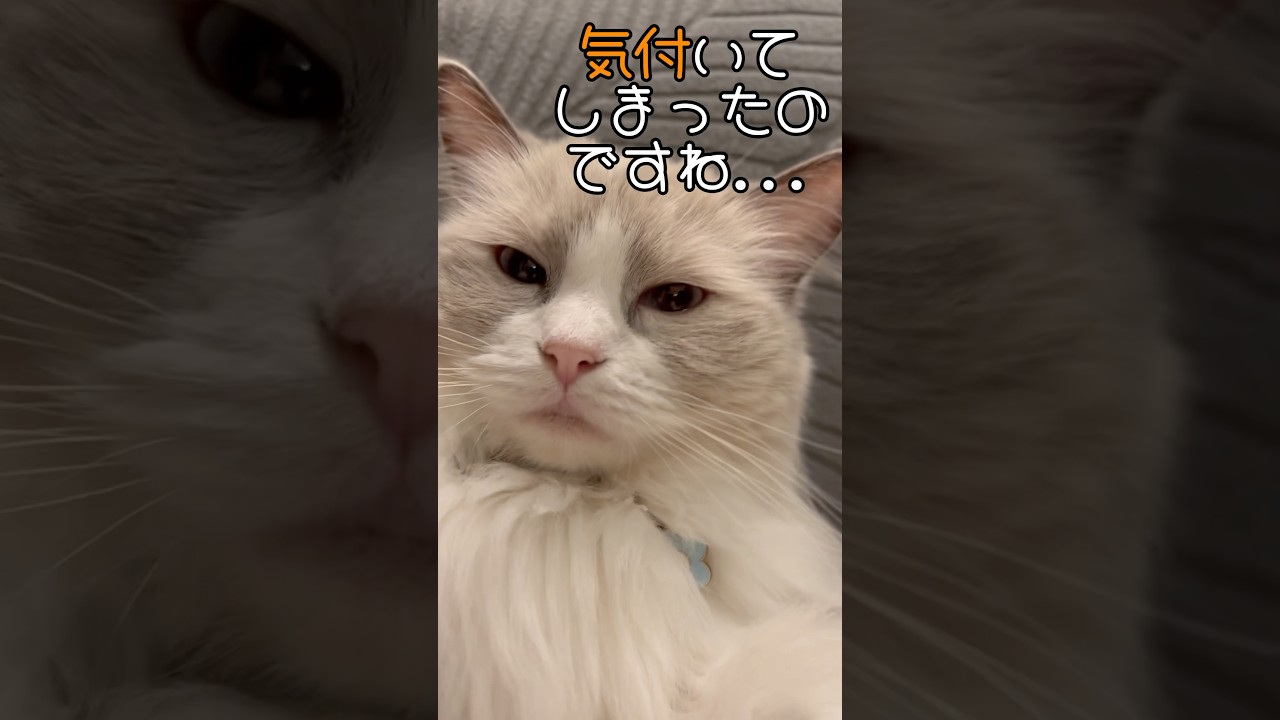 気付いてしまったのですね…#shorts #cat #ラグドール#ねこのいる生活