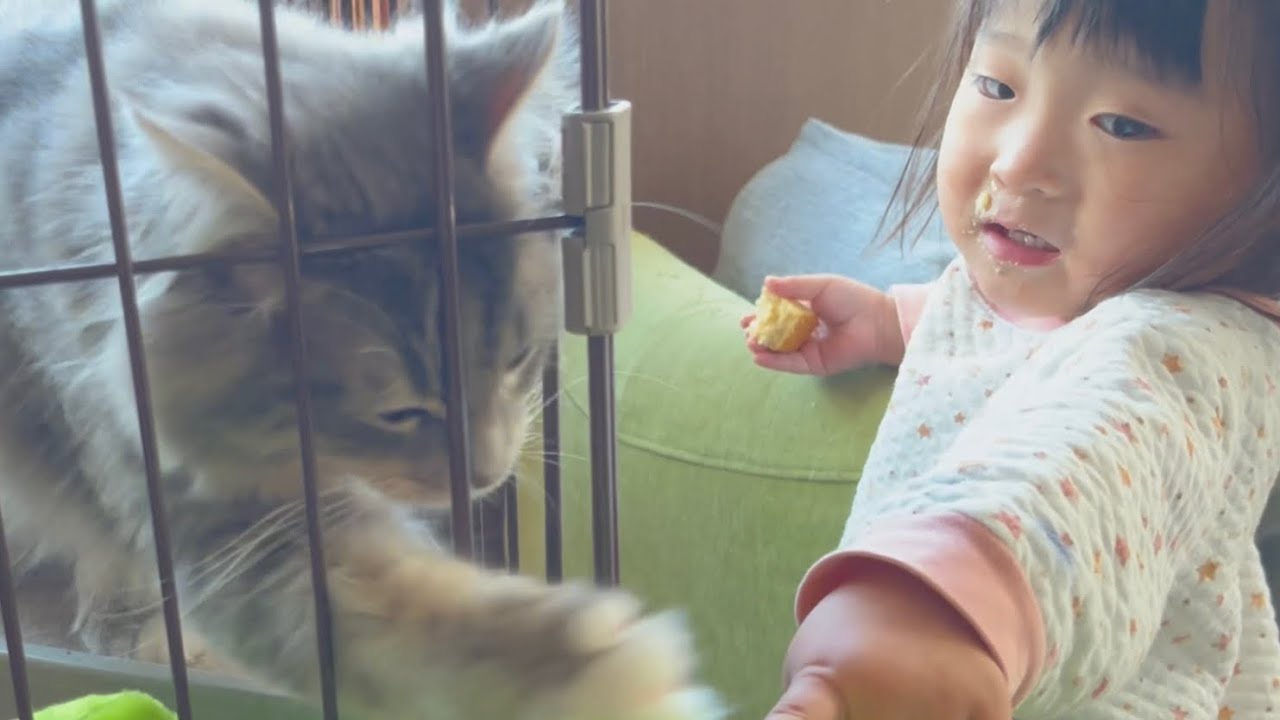 娘のイタズラを何とかしろと飼い主に訴える猫　ラガマフィン