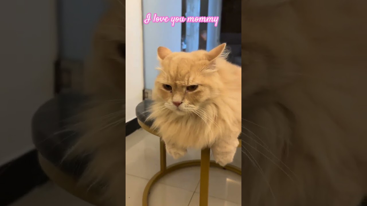 I love you mommy 😘❤️🪔 happy diwali 🪔#shorts #trending #video #cat #comedy #funny #new #love #mom #yt