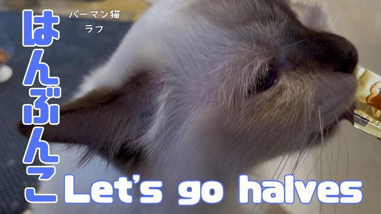 バーマン猫ラフとミカ【はんぶんこ】Let's go halves（バーマン猫）Birman/Cat