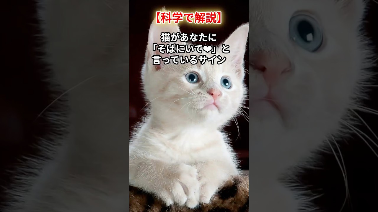 【科学で解説】「猫があなたに、そばにいて❤︎と言っているサインはコレ！#shorts #猫#ねこ#保護猫 #猫のいる暮らし