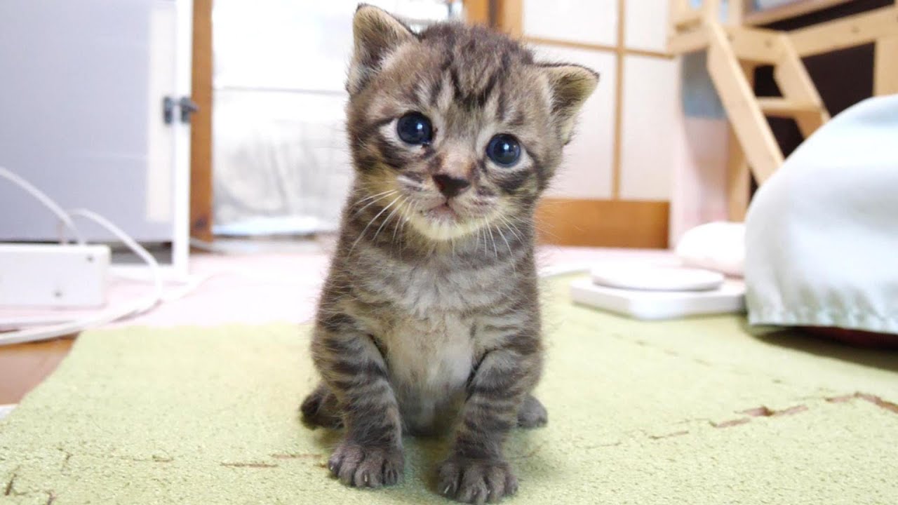 子猫が「ぼく、ハンサムに映ってますか？」とカメラを見つめてきます【赤ちゃん猫　保護猫】