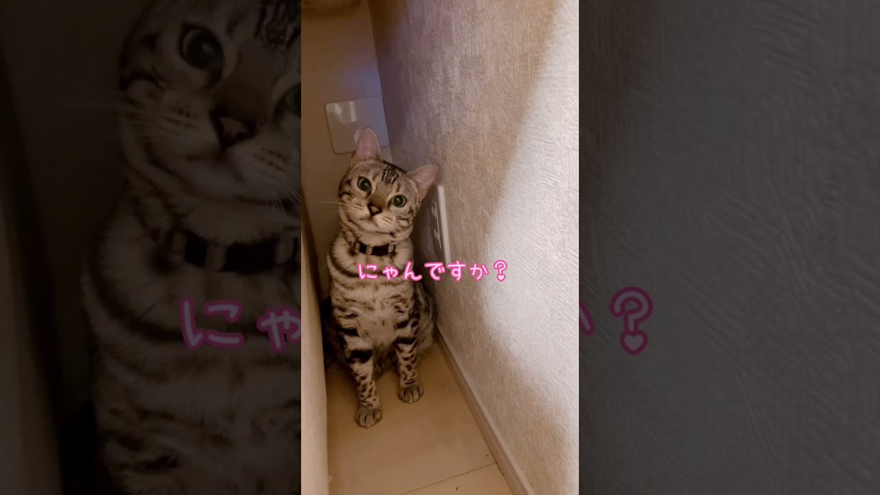 隠れているベンガル猫を発見したら可愛いすぎた😊#ベンガル #ねこ #ねこ動画