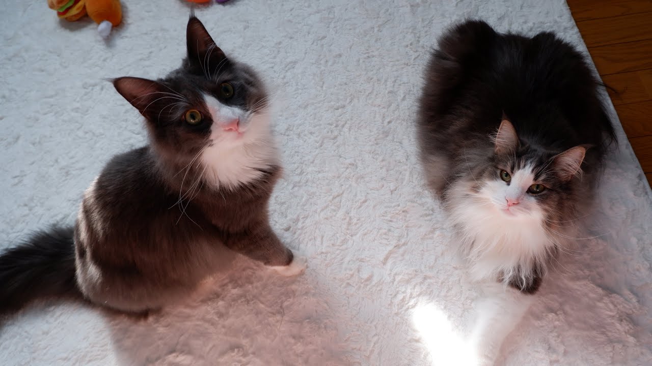 【事件⁉︎】爪研ぎ中に起こった、もふ猫たちの戦いwwwノルウェージャンフォレストキャットとターキッシュアンゴラ♡