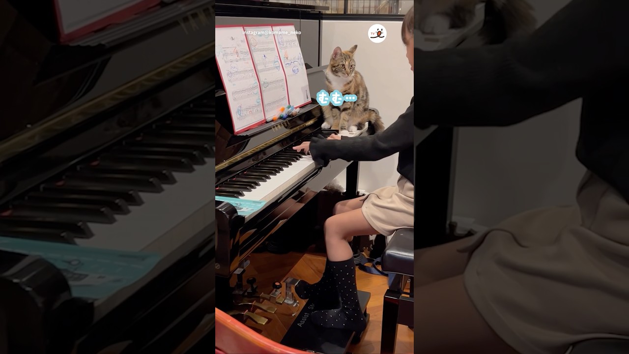 ニャンコ先生のピアノ講座😆｜PECO #子猫 #スコティッシュフォールド #子猫のいる生活 #kittenandgirl #kitten #scottishfold