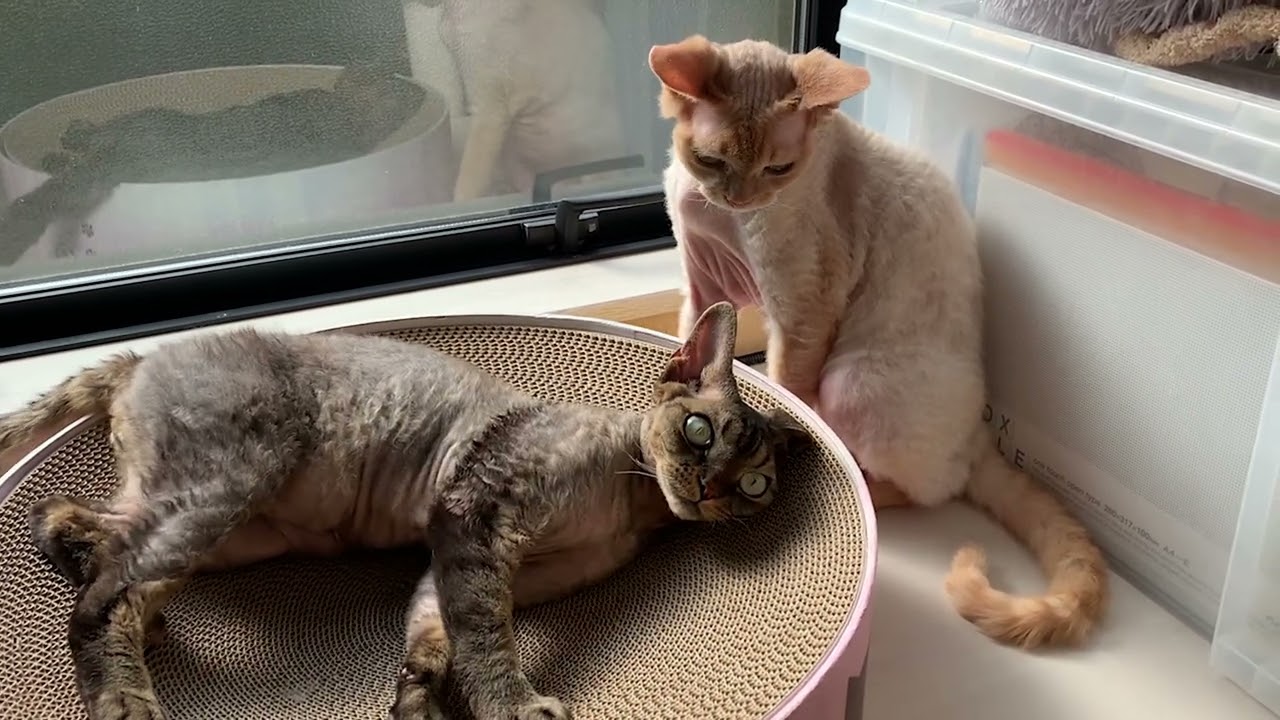 とっても仲良し？のデボンレックス兄弟です(Devon Rex brothers getting along?)
