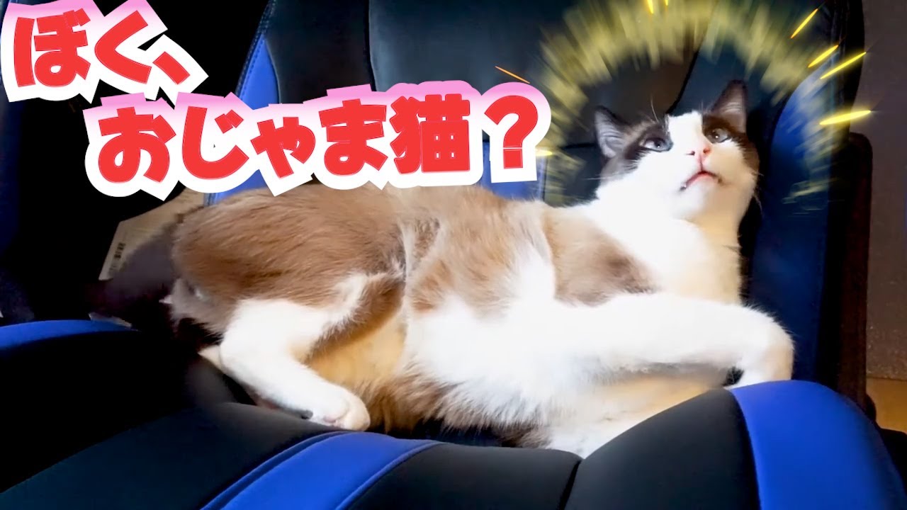 絶妙な位置にどーん！パパのコーヒータイムを延長させた猫が奇想天外！ The cat who extended dad's coffee break is amazing!