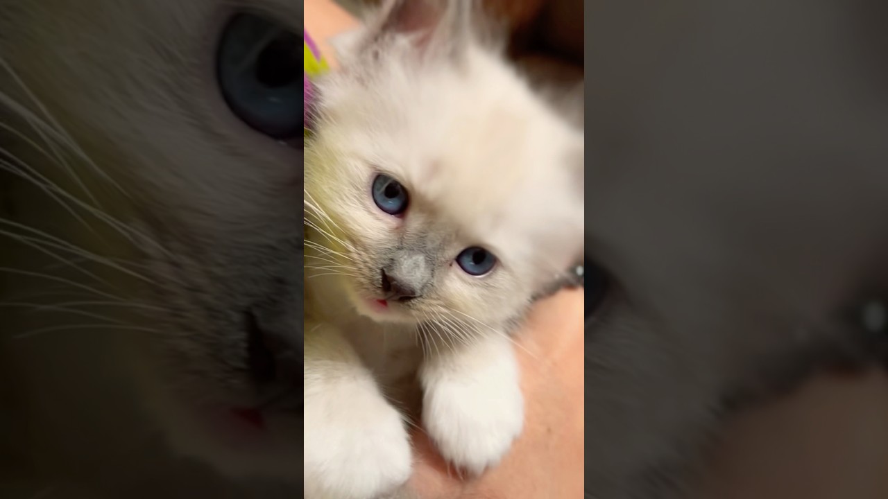 飼い主の顔をチラリと伺う子猫(かわちぃ)👀✨　 #shorts #ラグドール #ハク #子猫