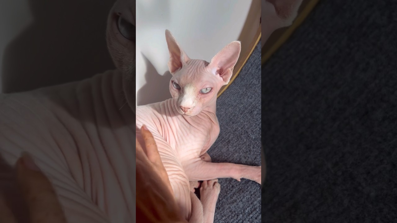 毛のない猫の鳴き声と肌を撫でる音【スフィンクス猫】