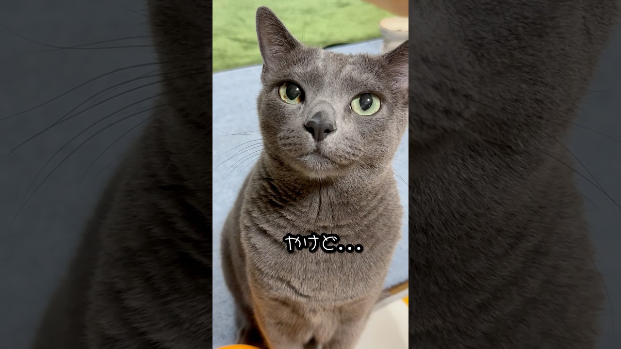 【ロシアンブルー】めろん〜コアラみたい🐨🤭【猫】#shorts