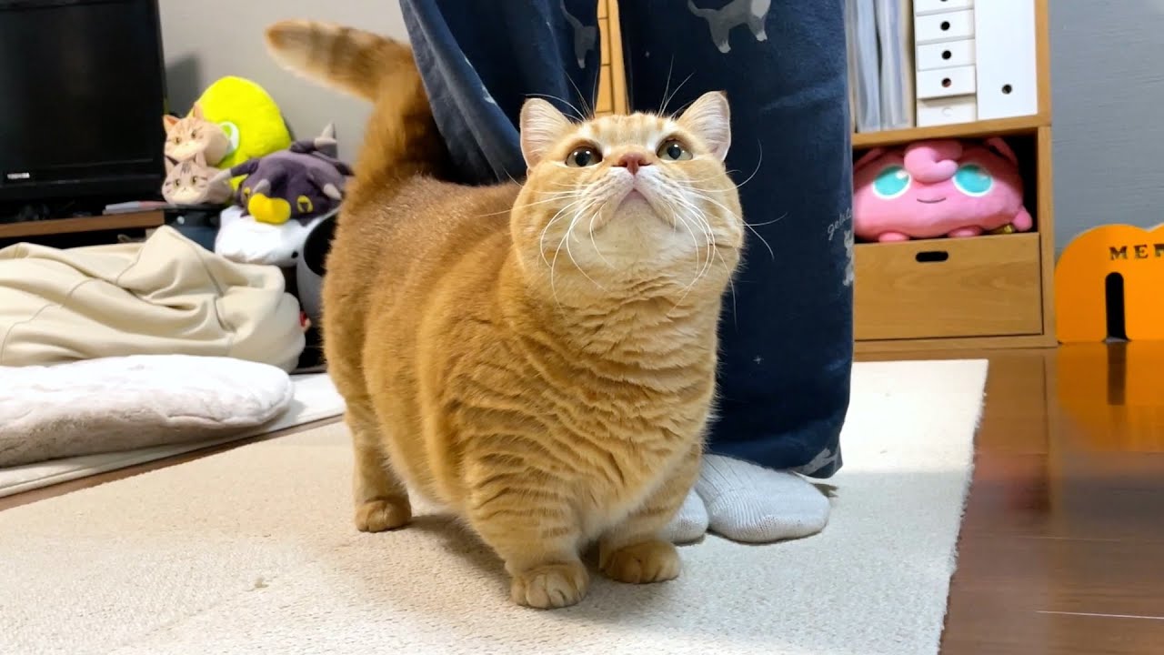 【猫目線】ぴったんこプリンが可愛すぎる！
