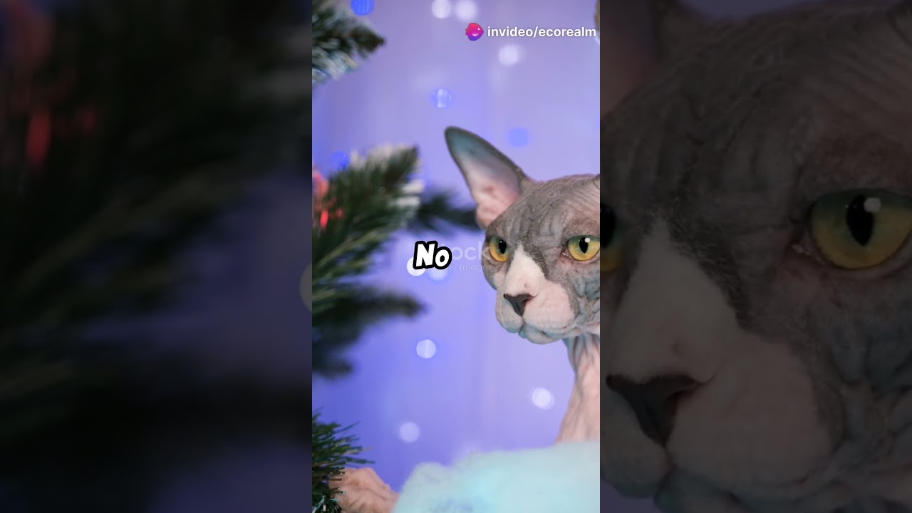 The top 10 cutest cats in the world! 🤩🥰 #wildlife #animallover #cats #love #catlovers