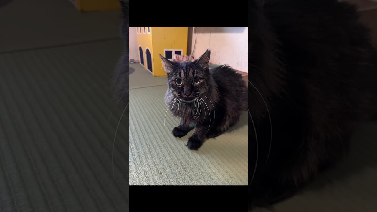 お名前食べ物シリーズの猫達のご紹介♪パート1  #ネコリパ #cat #保護猫#猫カフェ#short＃譲渡会