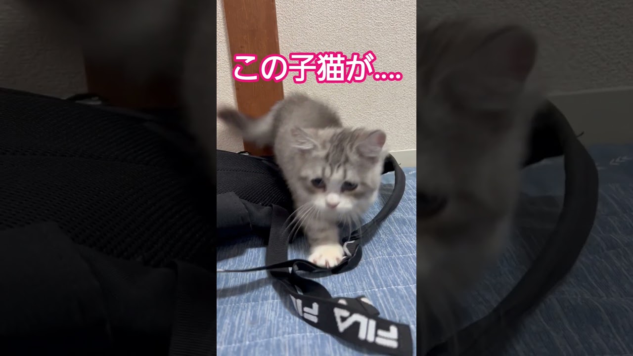 子猫が大きくなると‥　#ねこ #マンチカン #マンチカン長毛 #ネコ #可愛い #癒やされる #猫 #キャット #子猫