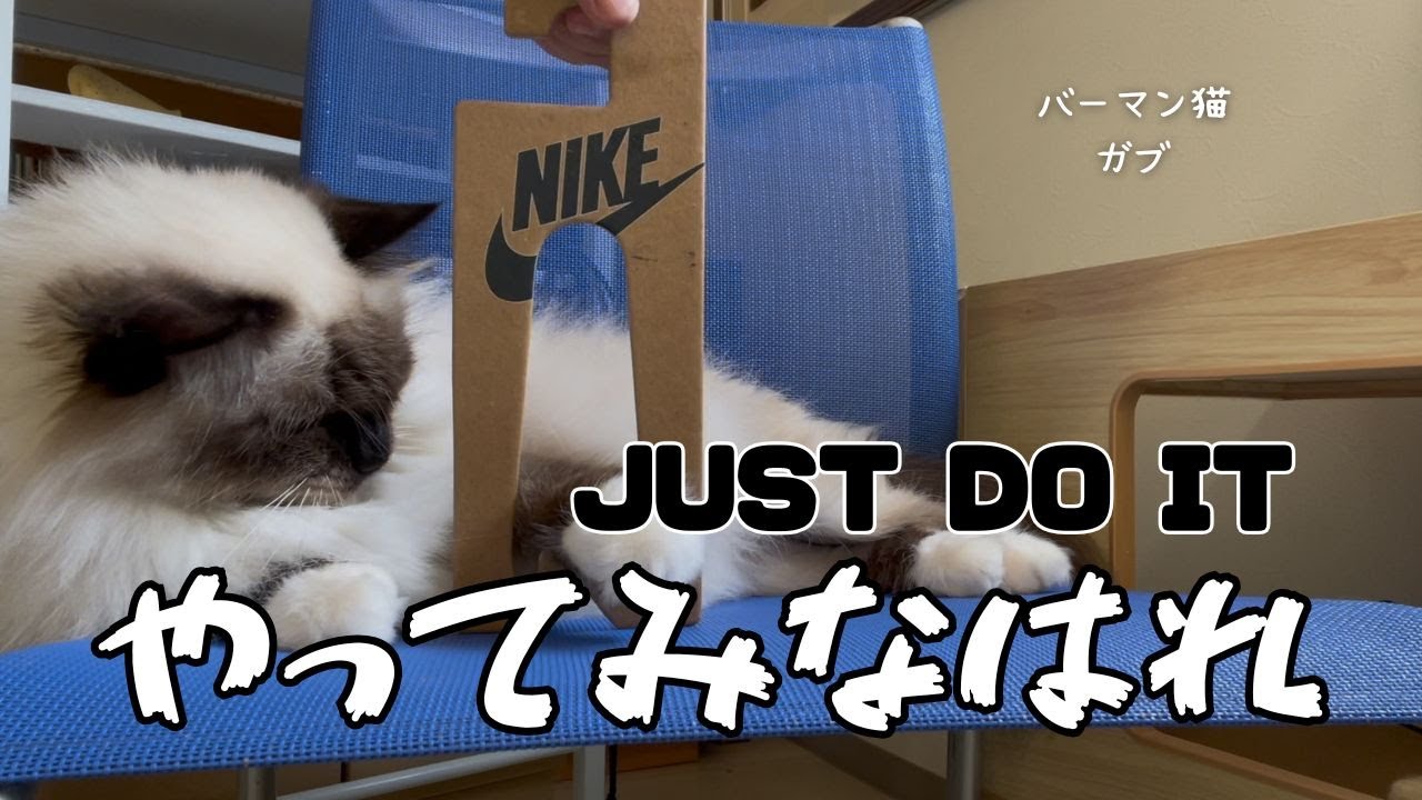 バーマン猫ガブ【やってみなはれ】JUST DO IT（バーマン猫）Birman/Cat