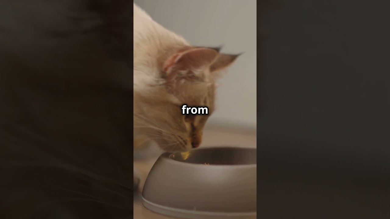 Why Pink Nose Cats Are So Adorable! #shorts #cats #kitten