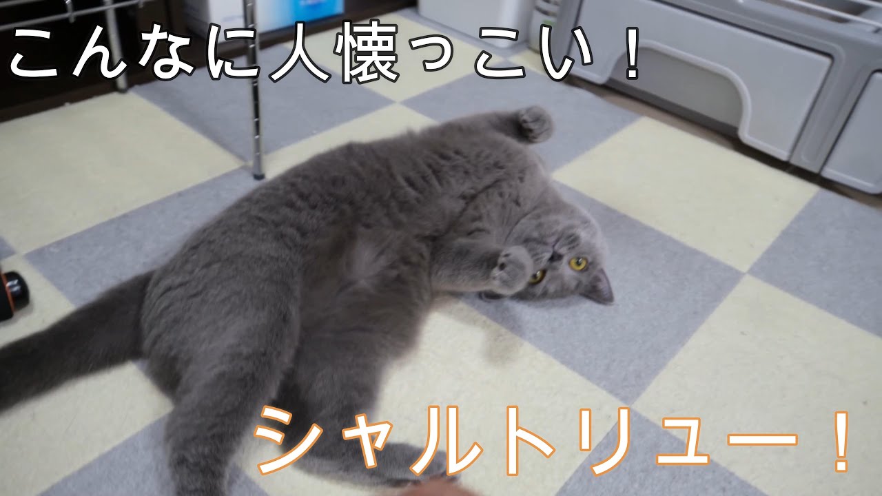 こんなに人懐っこい！シャルトリュー！