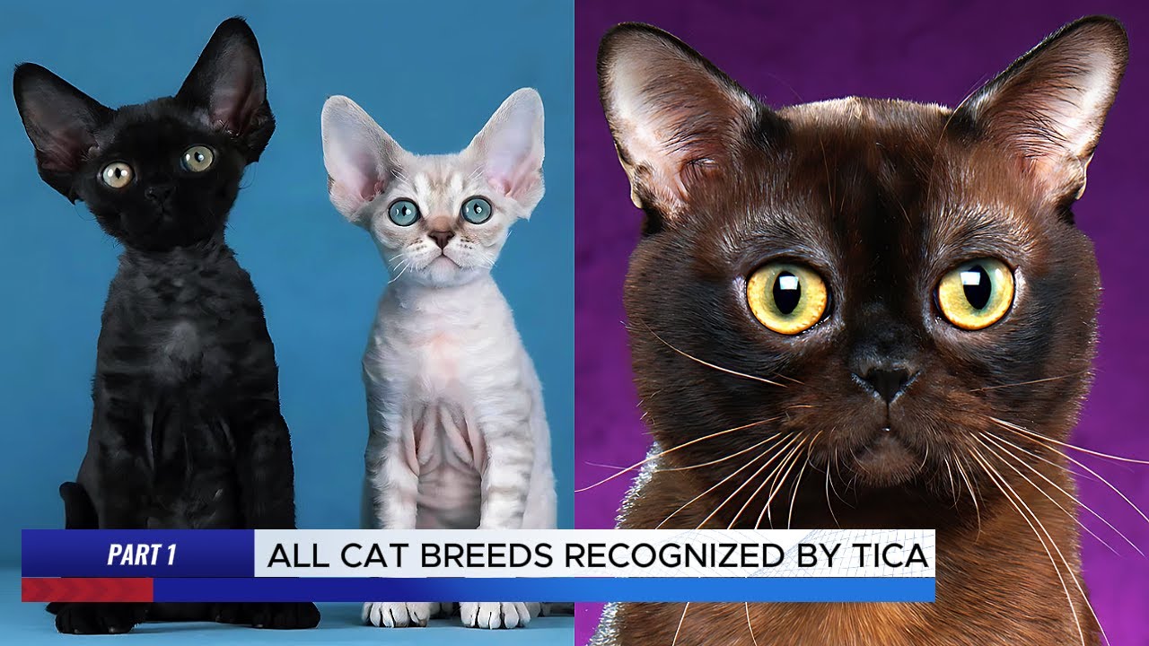 25 Cat Breeds and Their Personality | All Cat Breeds A - Z by TICA | Pt. 1