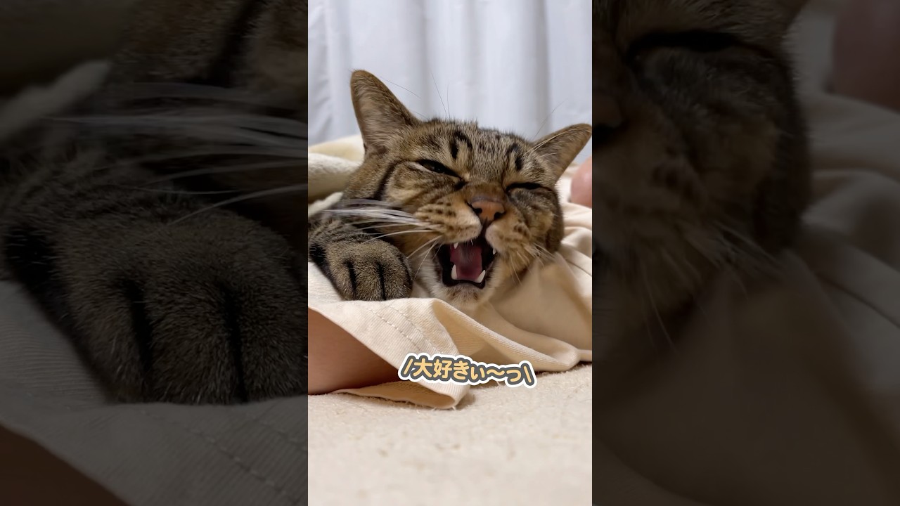 ママの腕の中で、「大好きぃ…」と甘える猫