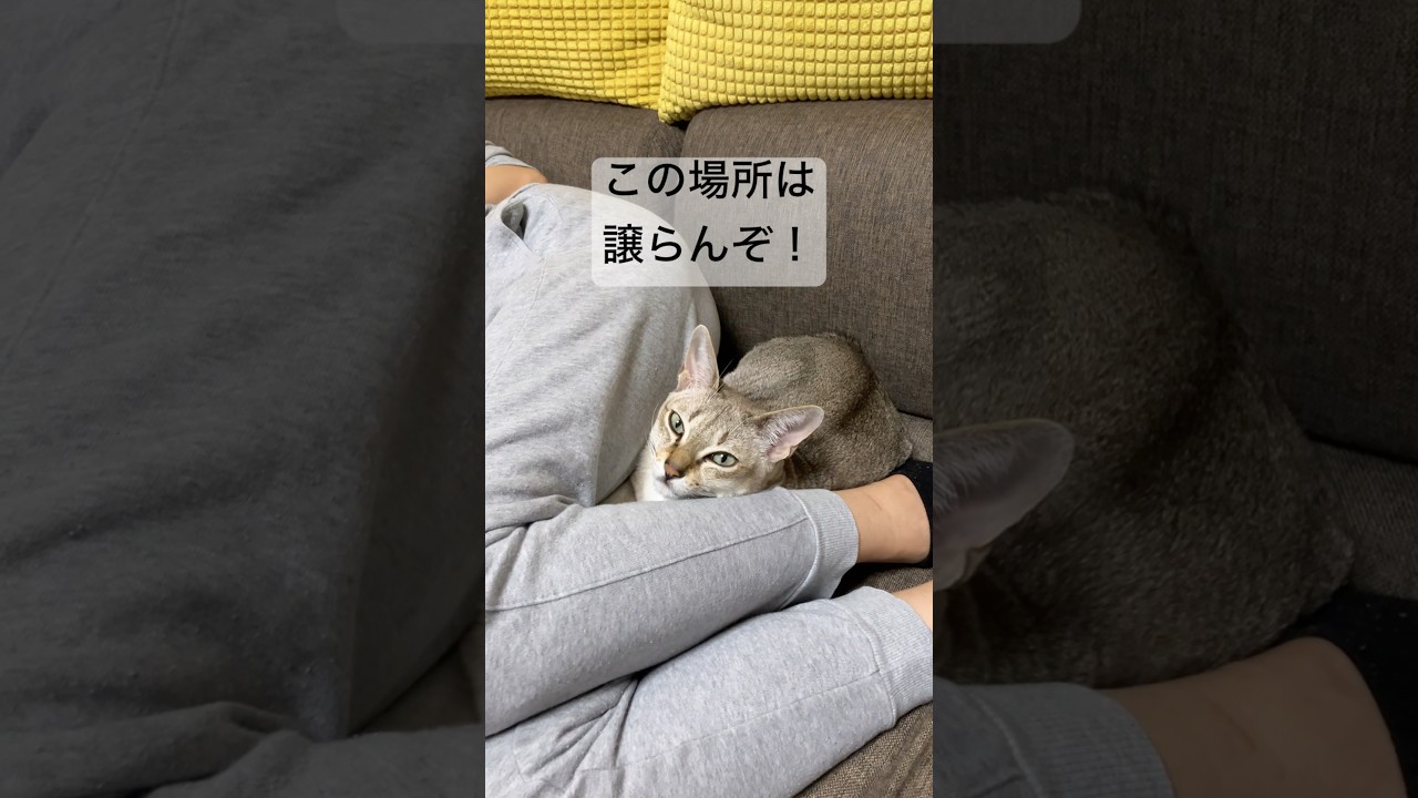 狭い場所を好むシンガプーラ
