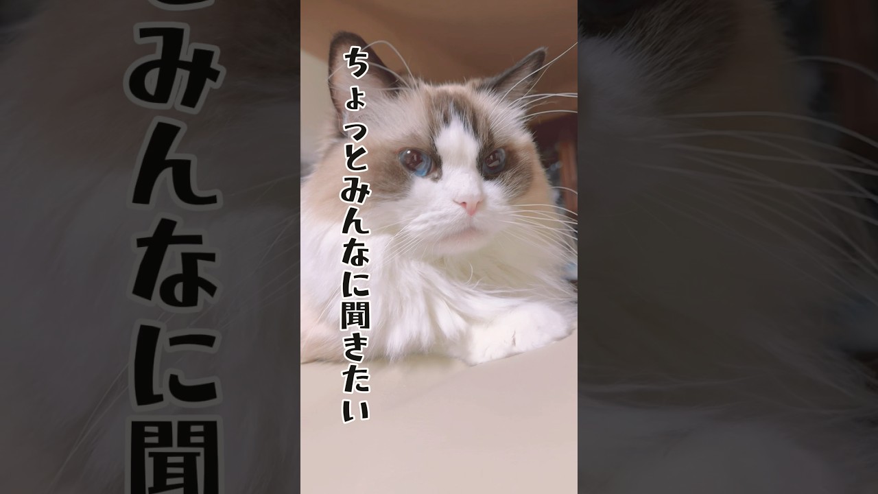 【まゆ毛が気になるラグドール】#猫#猫のいる暮らし #ラグドール #shorts