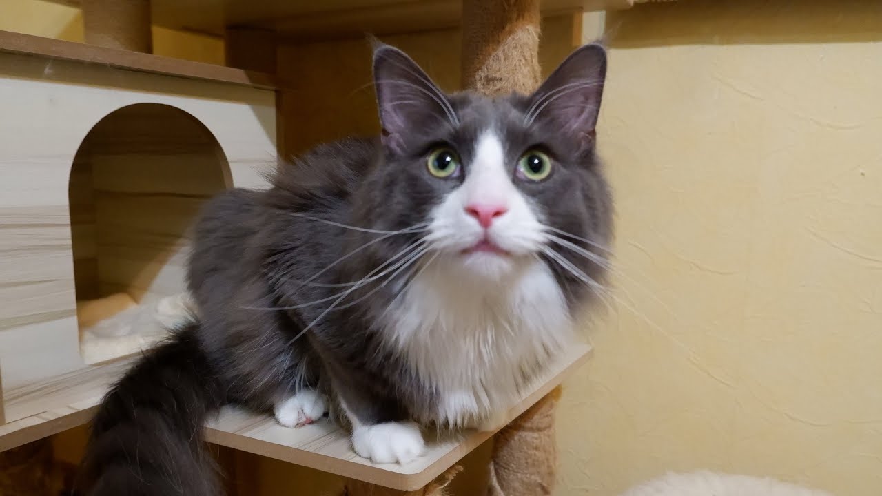 【わんぱく‼︎】朝から夜まで一日中元気な末っ子ターキッシュアンゴラ😂