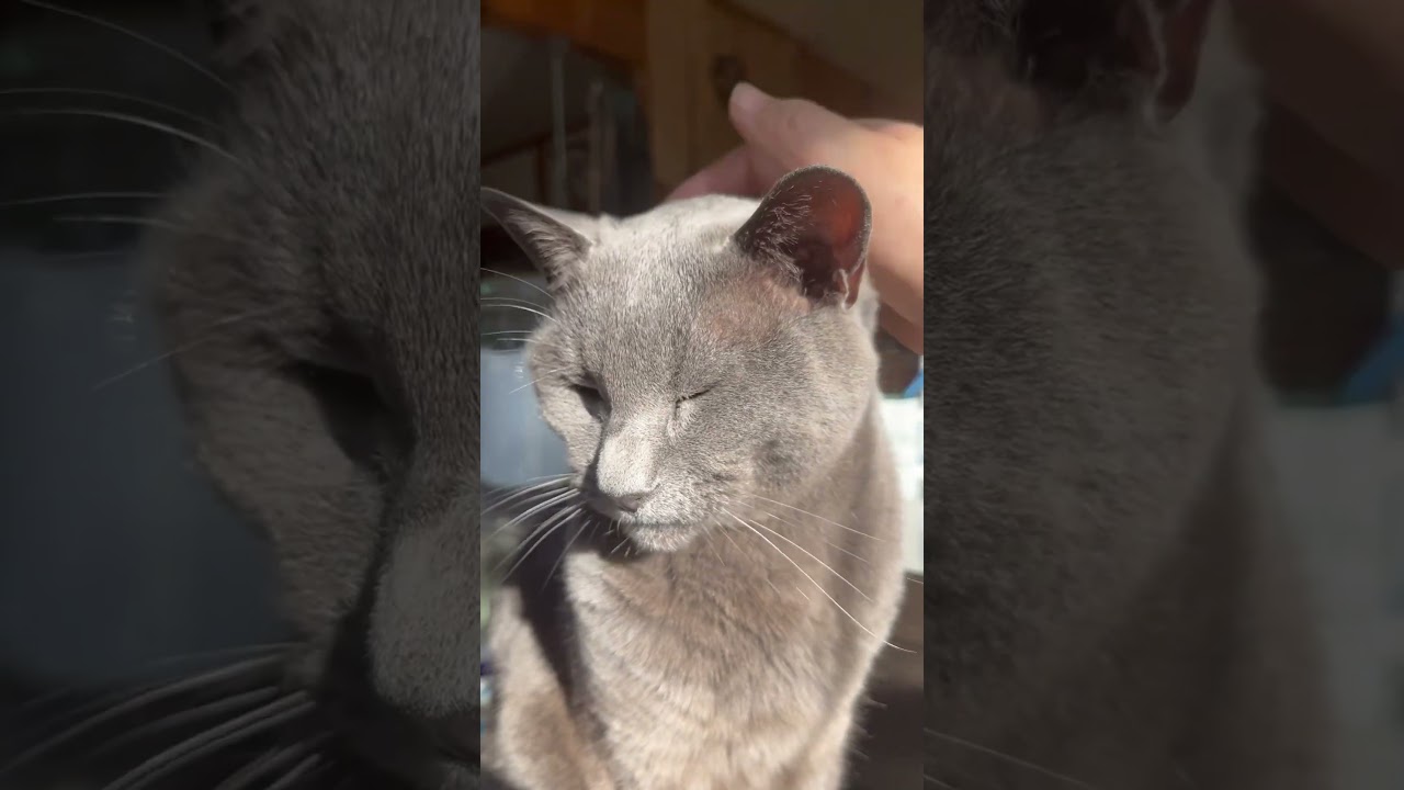 10才 ウチのボス猫ペーター　保護猫　ジャパンボブテイル