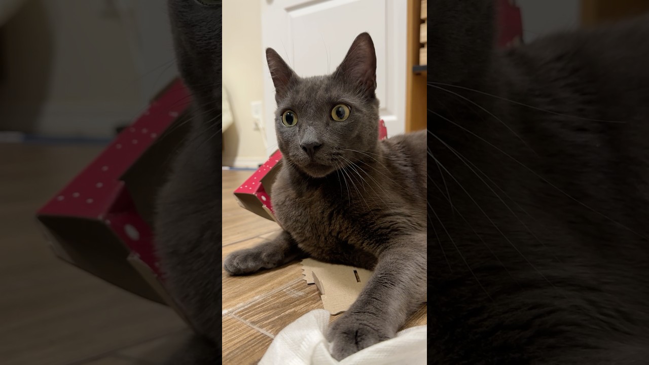 »Don't bring such small boxes home: I can't fit» #cat #lovecats #cute