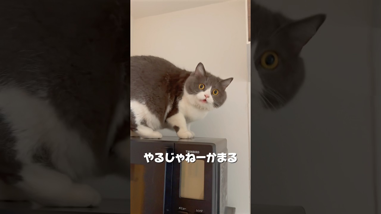 飼い主連れて鬼退治じゃ🍑　#猫 #ブリティッシュショートヘアー  #猫がいる暮らし
