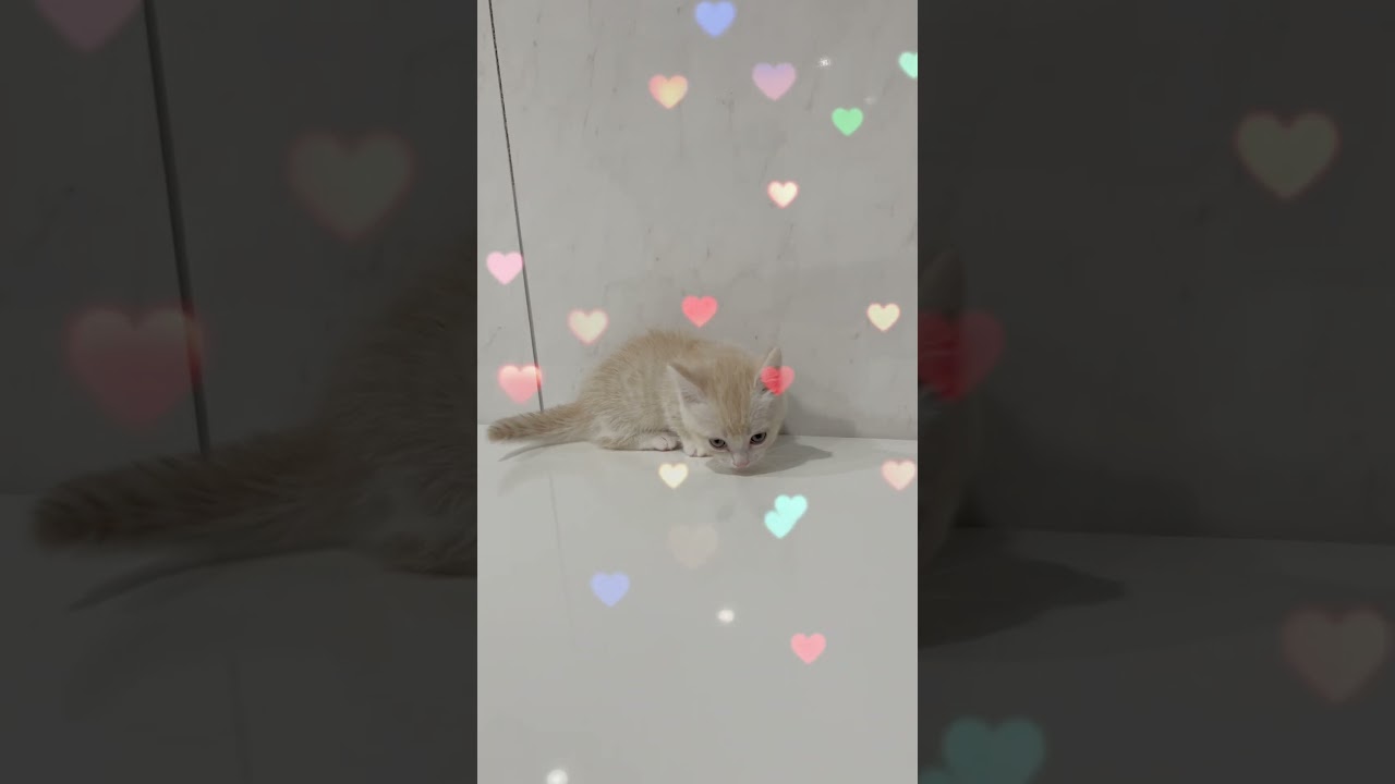 マンチカン短足男の子🩷 【お問合せ詳細は説明欄に記載あります】 #スクーカム #ブリーダー直販 #マンチカン #ミヌエット #ラパーマ #子猫 #子猫販売 #猫 #猫のいる暮らし #猫動画