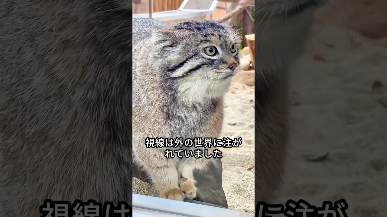 この家族は捨てられた子猫を救った
