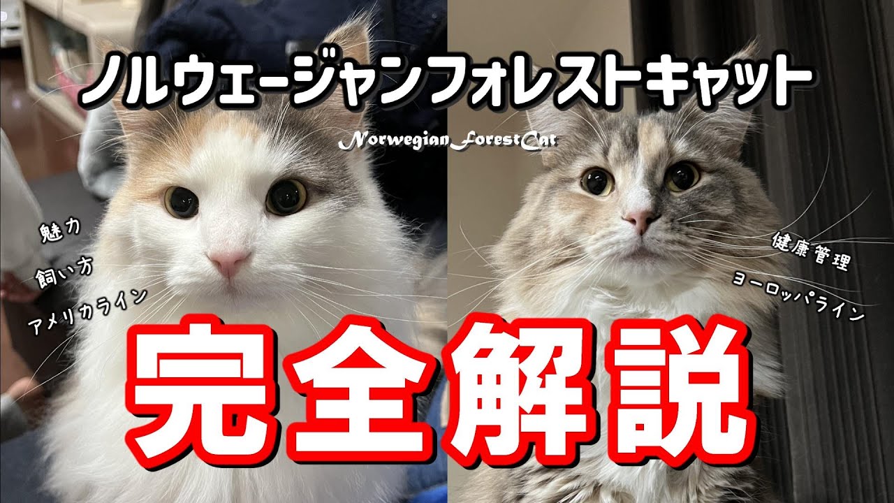【ノルウェージャンフォレストキャット完全解説】３年一緒に暮らした飼い主の目線で語る