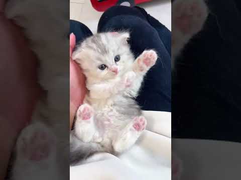 ミックス スコティッシュフォールド✖️ペルシャ　おめめきゅるん💕おっとり可愛い女の子です😊🩷　シルバーパッチドタビー&ホワイト（ロング）