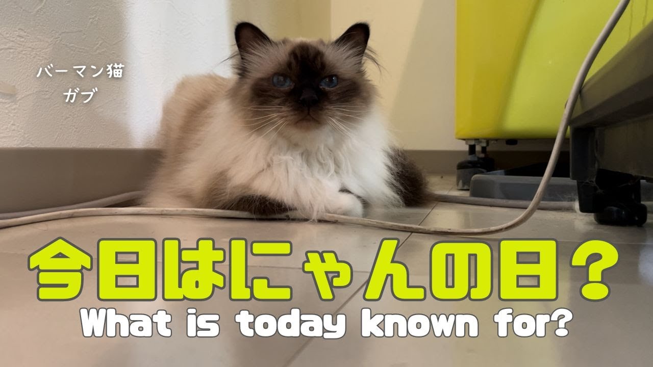 バーマン猫ガブ【今日はにゃんの日？】What is today known for?（バーマン猫）Birman/Cat