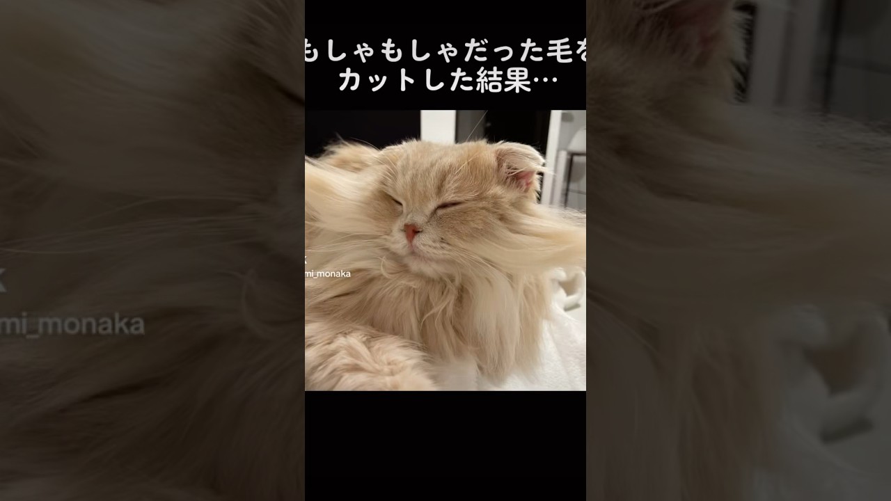 長毛猫の毛をカットした結果… #スコティッシュフォールド #shorts