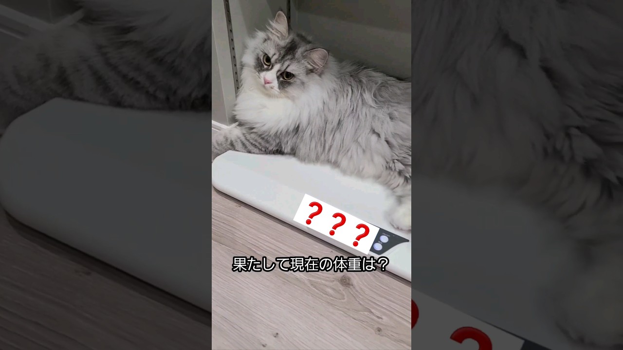 生後11ヶ月のラガマフィン♂トムの体重は何kg❓ #shorts #猫 #고양이